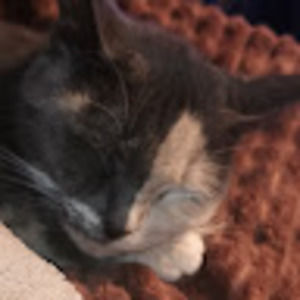 Meet your Posher, Lynda melton and